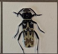 Spruce Zebra Beetle