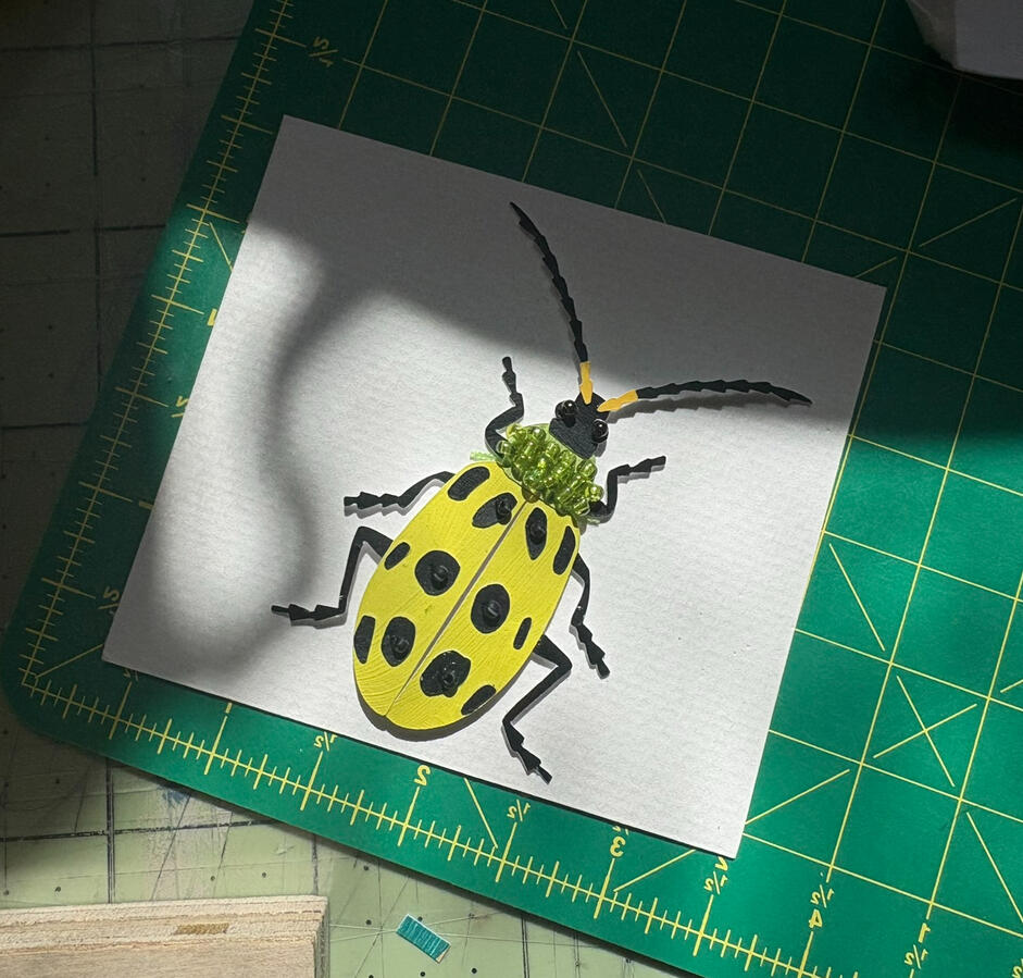 Western Spotted Cucumber Beetle Their scientific name, "Undecimpunctata" refers to the Latin term for 11 spots.