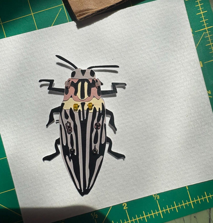 Western Sculptured Pine Borer Adults eat pine/fir leaves, larvae eat pine bark and wood. Larvae tunnel deep inside trees for years before emerging!