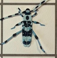 Banded Alder Borer These helpful cuties feed strictly on dead or decaying wood, and are often found near recently painted buildings. All over Seattle!