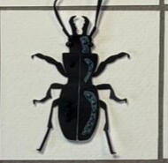 Straight Jawed Pedunculate Ground Beetle The term "pedunculate" refers to the distinct, narrow snatched waist oops sorry, "stalk-like" waist that connects their thorax to their wing covers. Unfortunately they're eating snails and slugs :(