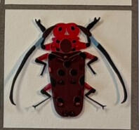 Red-Femured Milkweed Borer