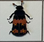 Margined Burying Beetle